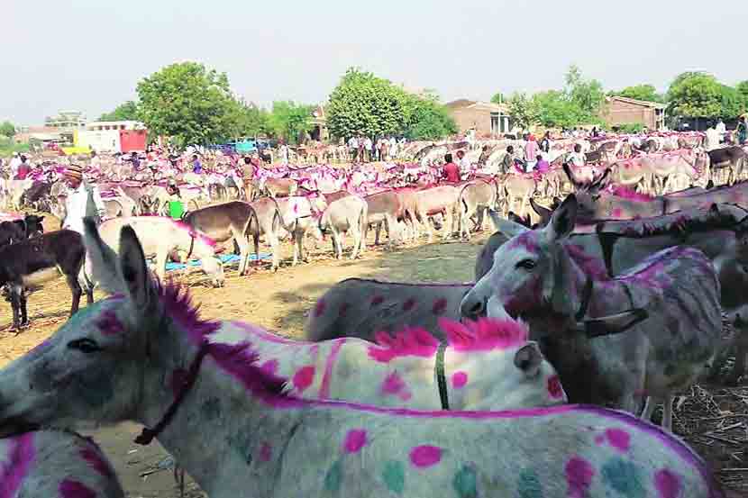 donkey market
