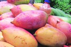 बदामी, तोतापुरी आंब्यांचे आगमन