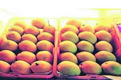 फळांचा राजा खवय्यांवर प्रसन्न