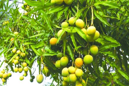 mango