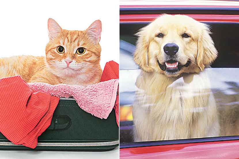 जेट, एअर इंडिया यासह इतरही काही कंपन्या प्राण्यांचीही वाहतूक करतात. 