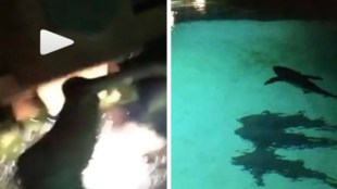 shark, pool