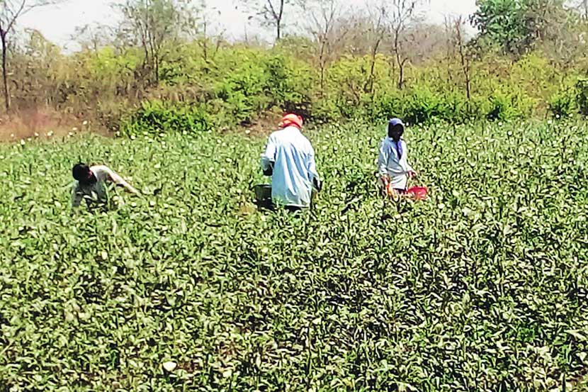शहापूर तालुक्यातील काही गावांनी आता सेंद्रीय भाजीपाला लागवडीत फार मोठी कामगिरी केली असून येथील भेंडी आता जगभरात निर्यात होऊ लागली आहे.