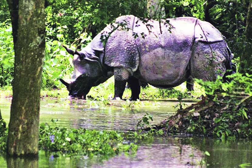 rhinos