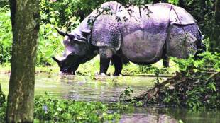 rhinos