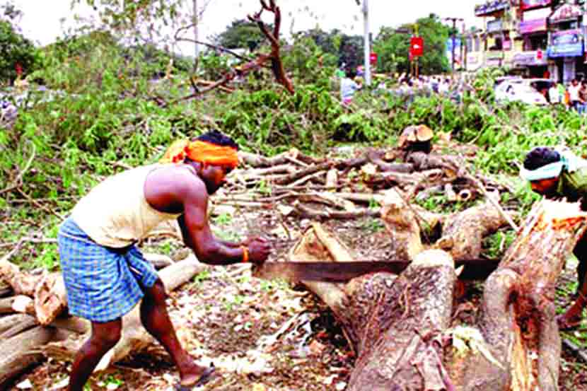 thane , tree cutting , NGT , road widening project , Loksatta, Loksatta news, Marathi, Marathi news