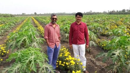 sairat