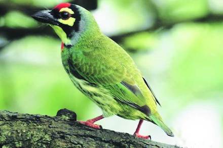 bird