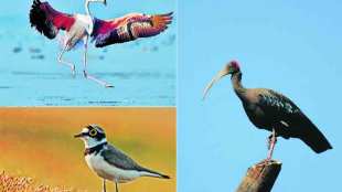 Jayakwadi Bird Sanctuary