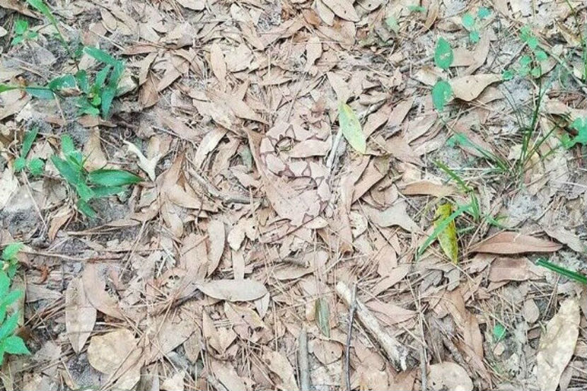 ( छाया सौजन्य: SssnakeySci)
