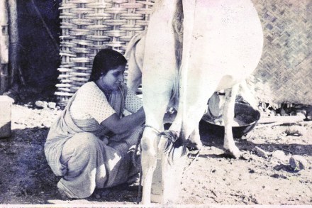cow-milk