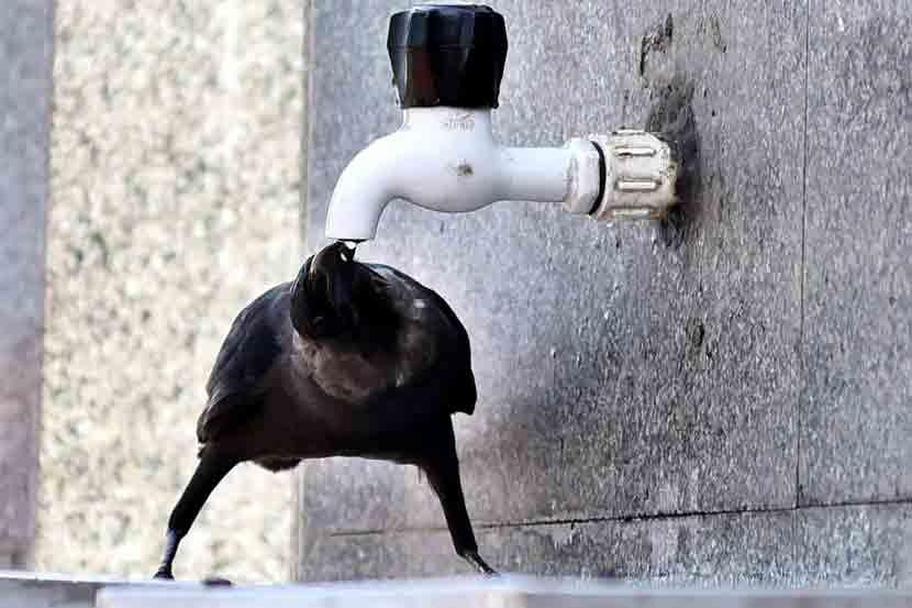 crow-drink crow-drink