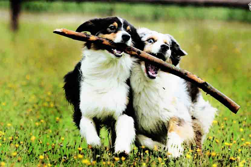 पेट टॉक : प्राण्यांचे आभासी खेळगडी