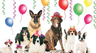 dog birthday