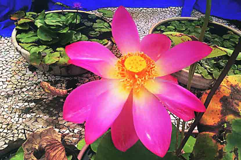 flower