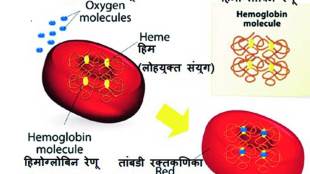 hemoglobin