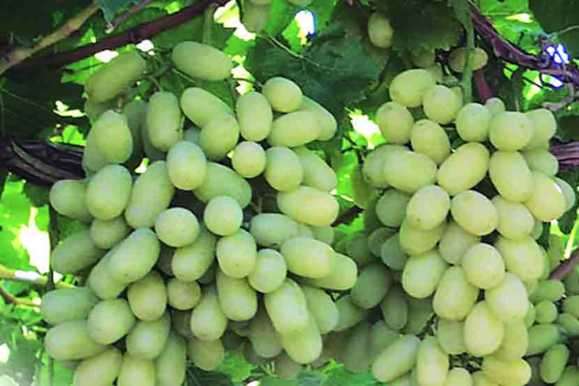Grape
