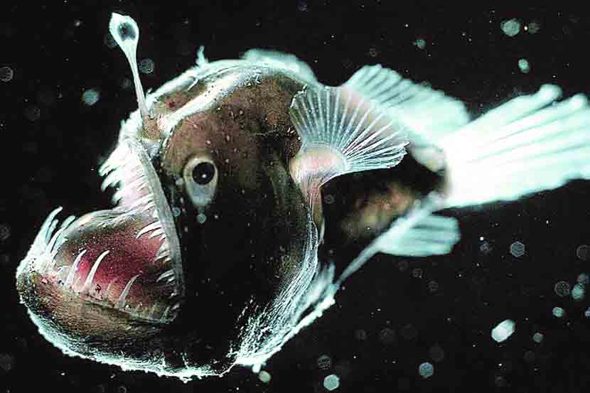 lanternfishes