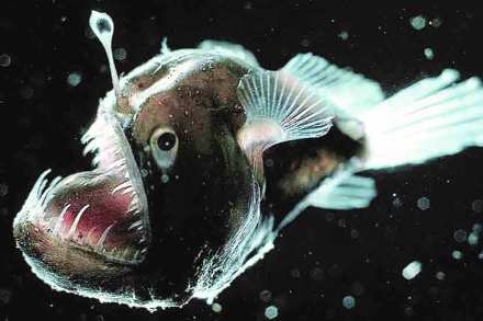 lanternfishes