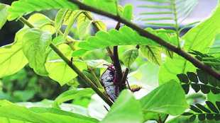 leaf