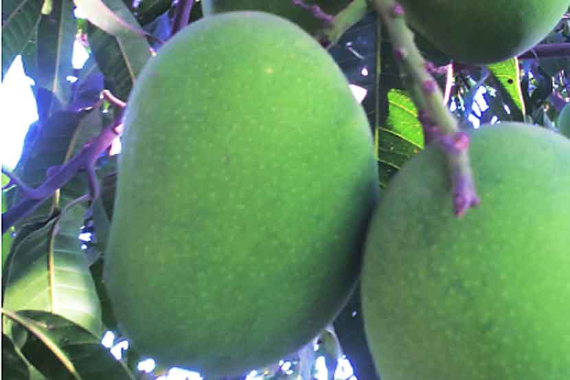 mango