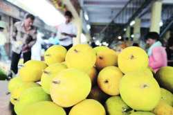 कर्नाटकी आंब्यामुळे हापूस आवाक्यात