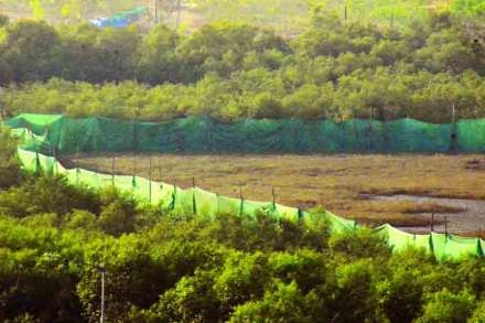 mangroves
