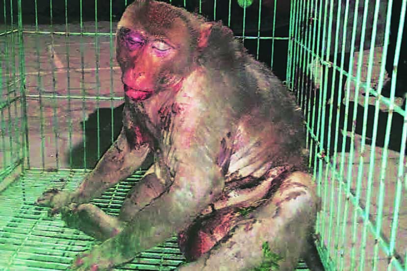 stray monkey
