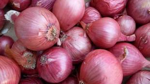 onion