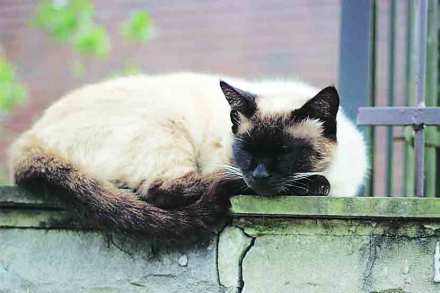 pet animal
