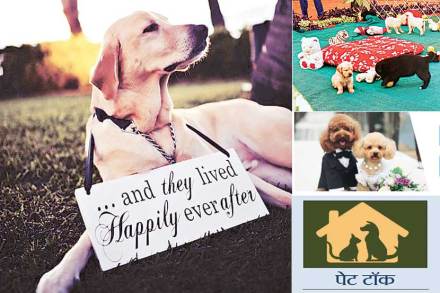 pet animals couple pet animals couple