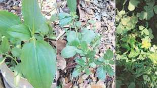 plant