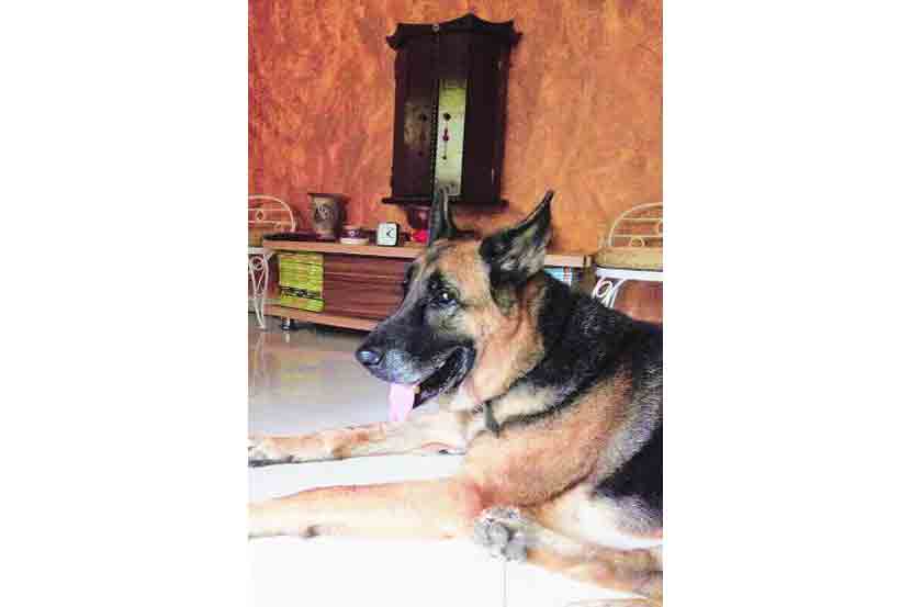 police-dog police-dog