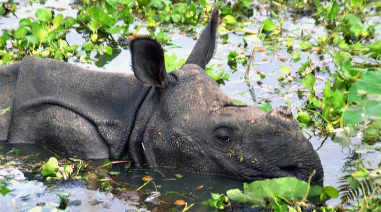 Kaziranga film , national parks , sanctuaries , BBC banned for 5 years from all national parks sanctuaries, Wild life, Animals, Loksatta, Loksatta news, Marathi, Marathi news