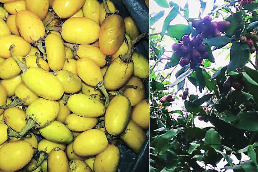 vegitable-fruits