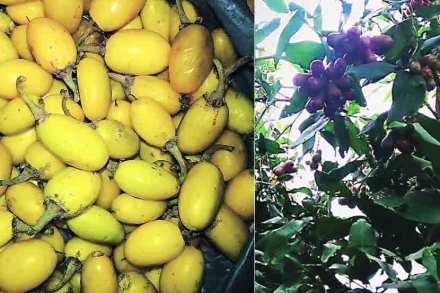 vegitable-fruits