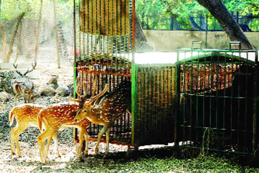 महाराजबाग प्राणीसंग्रहालयातील वाघिणींचे गोरेवाडय़ात स्थानांतर करण्याची मागणी