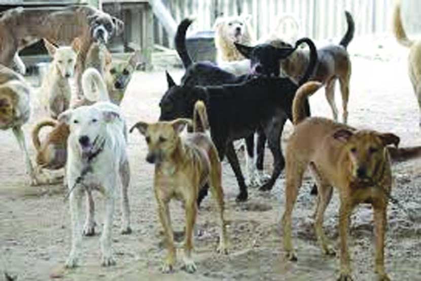 दीड वर्षांत भटक्या प्राण्यांवर १७२१ हल्ले