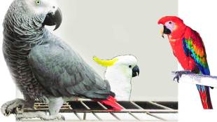 foreign birds