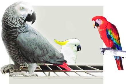 foreign birds foreign birds