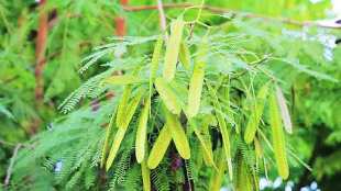 tree plant