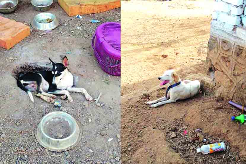 वज्रेश्वरीतील प्राणी निवारा संस्थेत प्राण्यांची हेळसांड