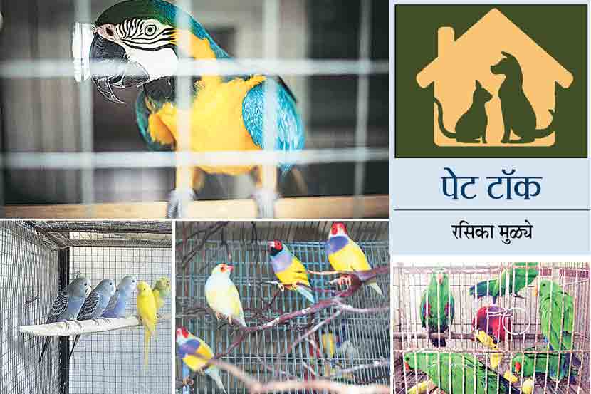 foreign birds foreign birds