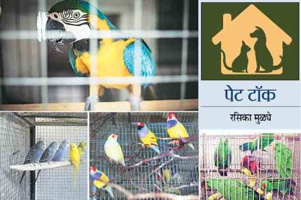 foreign birds foreign birds