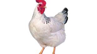 chicken
