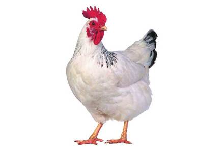 chicken