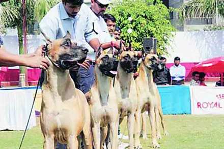 पेट टॉक : आमचा श्वान सरस बाई पेट टॉक : आमचा श्वान सरस बाई