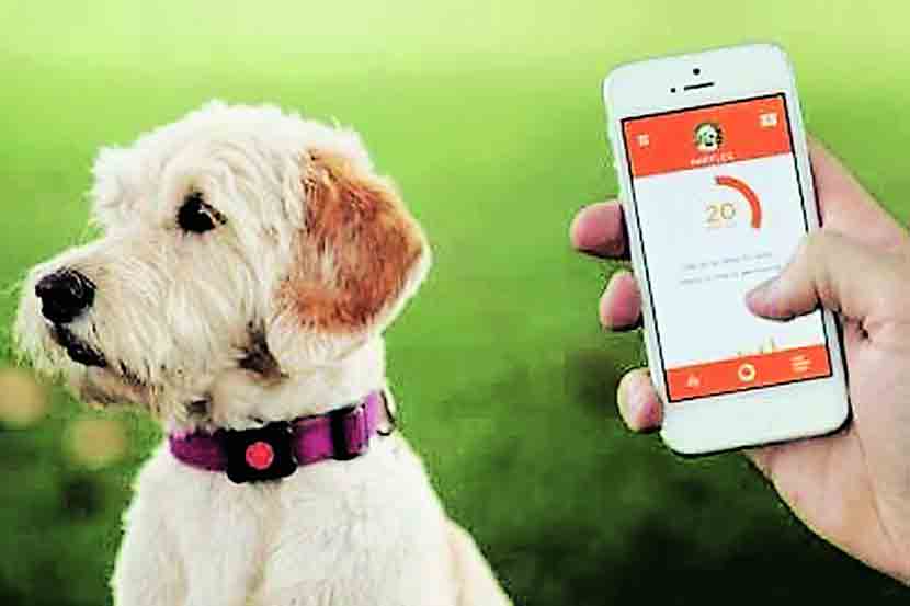 पेट टॉक : आपण यांना पाहिलंत का? पेट टॉक : आपण यांना पाहिलंत का?