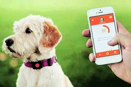 पेट टॉक : आपण यांना पाहिलंत का? पेट टॉक : आपण यांना पाहिलंत का?