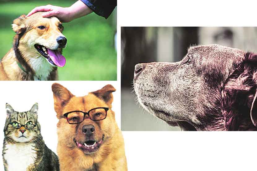 pet animals pet animals